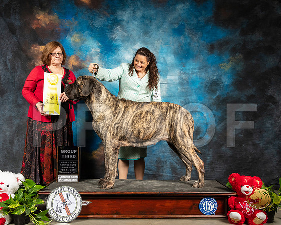 Mastiff #10 Thur G3 Judge Elizabeth Muthard_SSR_1916-Midland19-HR3