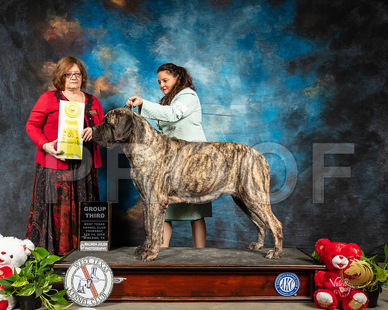 Mastiff #10 Thur G3 Judge Elizabeth Muthard_SSR_1918-Midland19-HR3