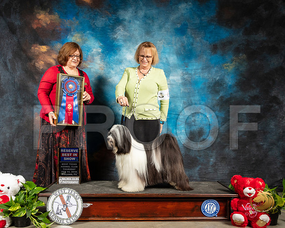 Tibetan Terrier #5 RBIS Thur Judge Elizabeth Muthard_SSR_1899-Midland19-HR3
