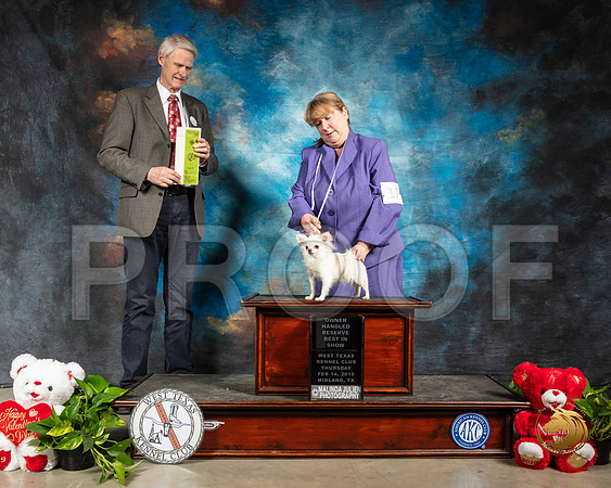 Chihuahua Long Coat #17 OHRBIS Judge Jon R Cole_SSR_1951-Midland19-HR3