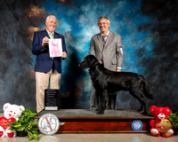 Flat Coated Retriever #5 Thur OHG1 Judge Dr Steve Keating