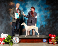 Whippet #14 Thur OHBIS Judge Jon R Cole