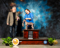 American hairless Terrier Heather