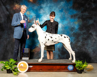 Great Dane #10 Fri WB Judge Jon R Cole