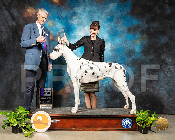 Great Dane #10 Fri WB Judge Jon R Cole_SSR_1984e-Midland19-HR3