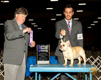 French Bulldog #44 Fri WB Judge Charles Olvis