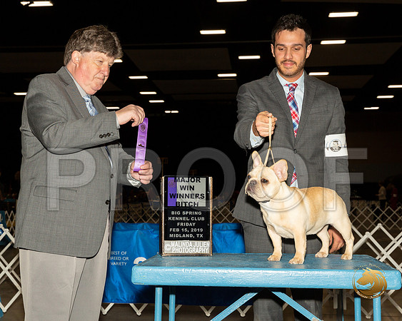 French Bulldog #44 Fri WB Judge Charles Olvis__ST_1303-Midland19-HR3