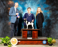 Toy Fox Terrier #5 Fri NCh BOW Judge Jon R Cole