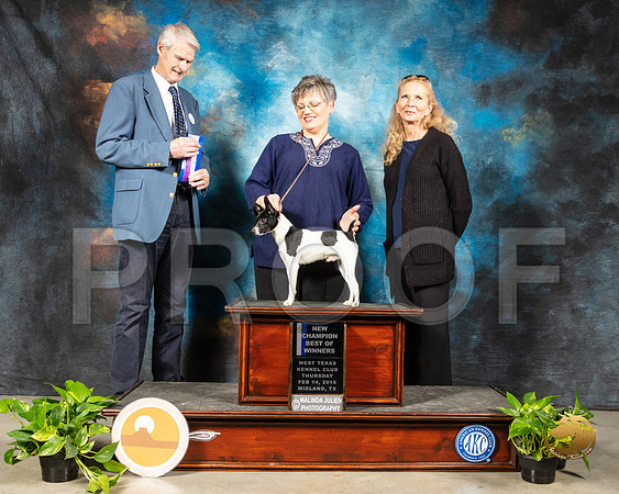 Toy Fox Terrier #5 Fri NCh BOW Judge Jon R Cole_SSR_1988-Midland19-HR3