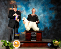 Cocker Spaniel Parti #7 Fri Maj NCh Judge Charles Olvis R