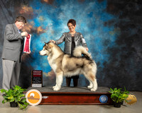 Alaskan Malamute #11 Fri G2 Judge Charles Olvis