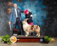 Australian Shepherd #17 Fri G1 Judge Jon R Cole
