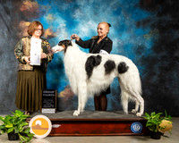 Borzoi #9 Fri G4 Judge Elizabeth Muthard