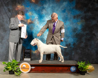 Bull Terrier #5 Fri G4 Judge Charles Olvis