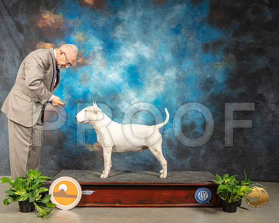 Bull Terrier RESHOOT G2_SSR_2006-Midland19-HR3