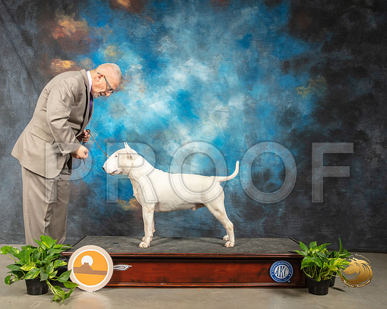 Bull Terrier RESHOOT G2_SSR_2011-Midland19-HR3