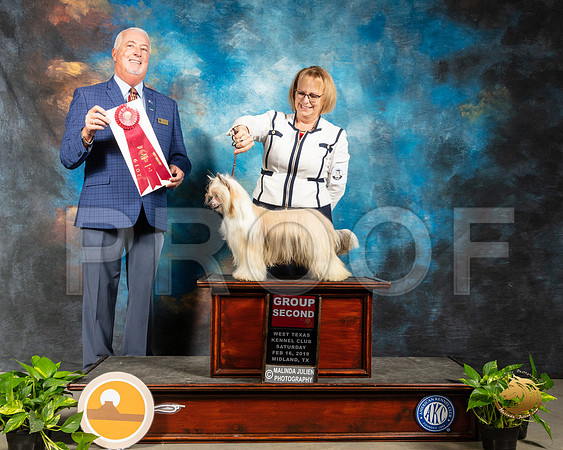 Chinese Crested #7 Fri G2 Judge Dr Steve Keating_SSR_2181-Midland19-HR3