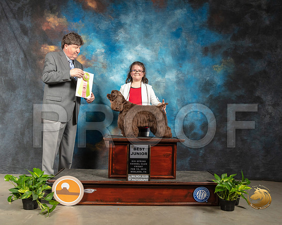 Cocker Spaniel ASCOB #J402 Fri Best Jr Judge Charles Olvis_SSR_2086-Midland19-HR3