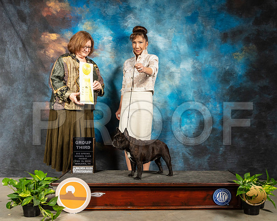 French Bulldog #28 Fri G3 Judge Elizabeth Muthard_SSR_2129-Midland19-HR3