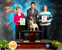 French Bulldog #44 Fri Puppy BIS Judge Cheri Koppenhaver
