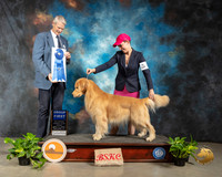Golden Retriever #11 Fri G1 Judge Jon R Cole