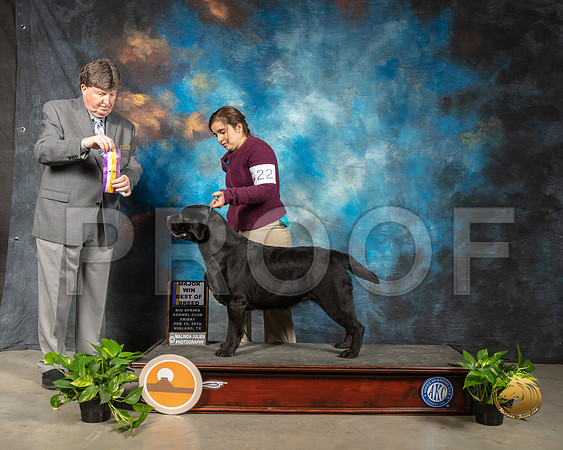 Labrador Retriever #22 Fri BOB Judge Charles Olvis_SSR_2094-Midland19-HR3