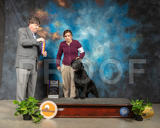 Labrador Retriever #22 Fri BOB Judge Charles Olvis_SSR_2098-Midland19-HR3