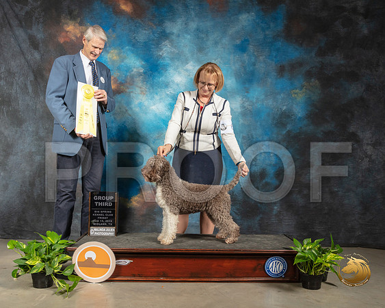 Lagotto #6 Fri G4 Judge Jon R Cole_SSR_2073-Midland19-HR3