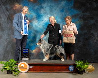 Miniature American Shepherd #5 Fri Judge Jon R Cole