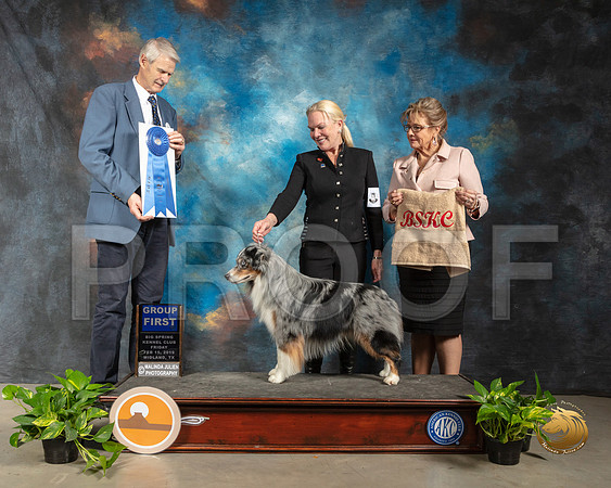 Miniature American Shepherd #5 Fri Judge Jon R Cole_SSR_2044-Midland19-HR3