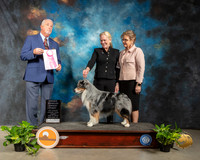 Miniature American Shepherd #5 Fri OHG1 Judge Dr Steve Keating