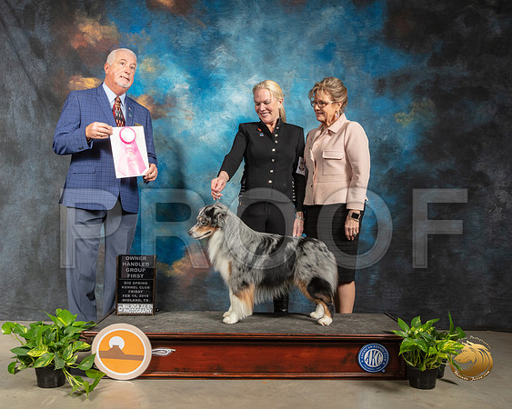 Miniature American Shepherd #5 Fri OHG1 Judge Dr Steve Keating_SSR_2047-Midland19-HR3