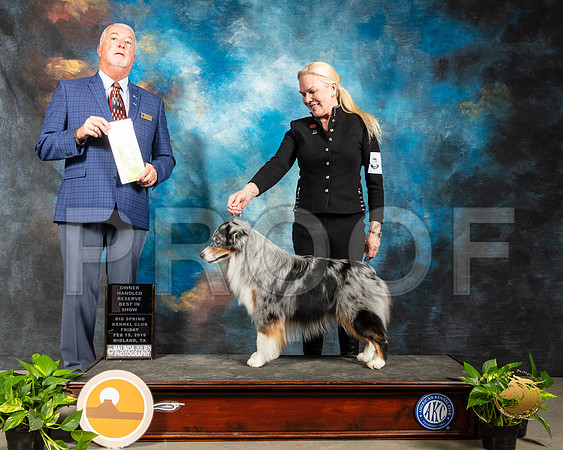 Miniature American Shepherd #5 Fri OHRBIS Judge Dr Steve Keating_SSR_2177-Midland19-HR3