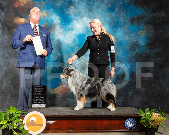 Miniature American Shepherd #5 Fri OHRBIS Judge Dr Steve Keating_SSR_2176-Midland19-HR3