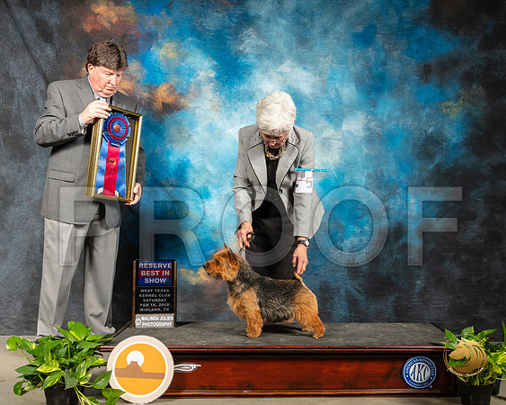 Norwich Terrier #5 Fri RBIS Judge Charles Olvis_SSR_2172-Midland19-HR3