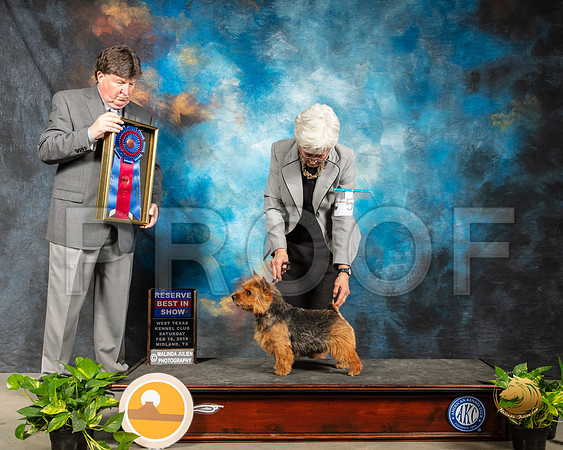 Norwich Terrier #5 Fri RBIS Judge Charles Olvis_SSR_2173-Midland19-HR3