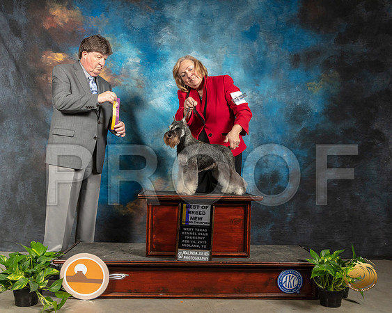 Schnauzer Miniature #12 Thur BOB Judge Charles Olvis_SSR_2060-Midland19-HR3