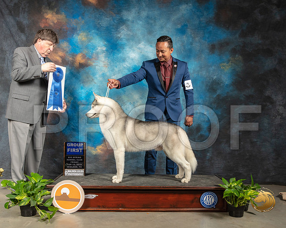 Siberian Husky #15 Fri G1 Judge Charles Olvis_SSR_2028-Midland19-HR3