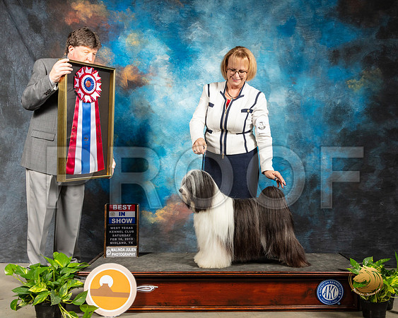 Tibetan Terrier #5 Fri BIS Judge Charles Olvis_SSR_2167-Midland19-HR3