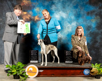 Whippet #23 & Dachshund Long #10 OHG2 OHG3 Judge Charles Olvis