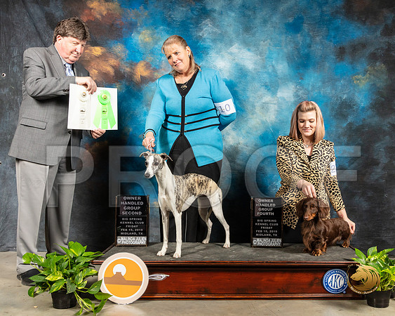 Whippet #23 & Dachshund Long #10 OHG2 OHG3 Judge Charles Olvis_SSR_2153-Midland19-HR3