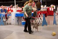 American Hairless Terrier Ring Thurs Heather
