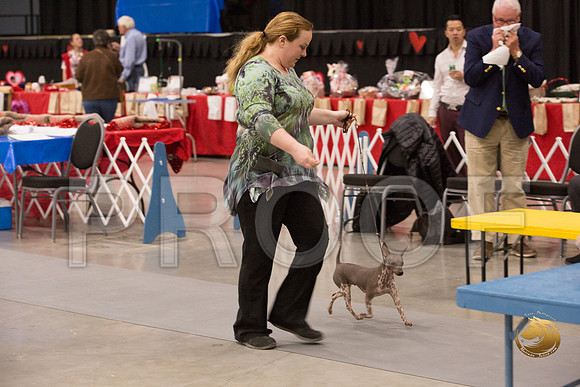 American Hairless Terrier Ring Thurs Heather_JJJ_3972-Midland19-HR3