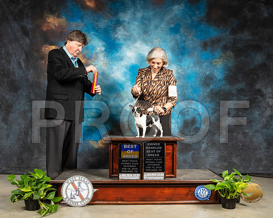 Chihuahua Smooth #5 Sat BOB Judge Charles Olvis_SSR_2207-Midland19-HR3