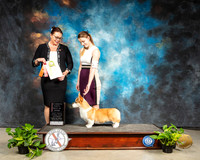 Pembroke Welsh Corgi #5 Sat 4-6BIS Judge Sioux Forsyth Green