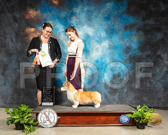 Pembroke Welsh Corgi #5 Sat 4-6BIS Judge Sioux Forsyth Green_SSR_2214-Midland19-HR3