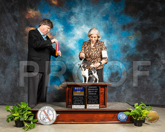 Chihuahua Smooth #5 Sat BOB Judge Charles Olvis_SSR_2206-Midland19-HR3