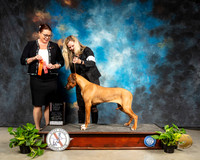 Rhodesian Ridgeback #16 Sat 4-6G1 Judge Sioux Forsyth Green