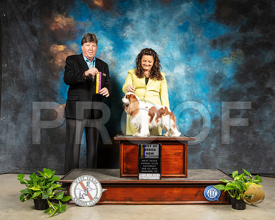 Cavalier King Charles Spaniel #5 Sat Judge Charles Olvis_SSR_2222-Midland19-HR3