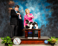 Cavalier King Charles Spaniel #8 Sat BOS BBX Judge Charles Olvis